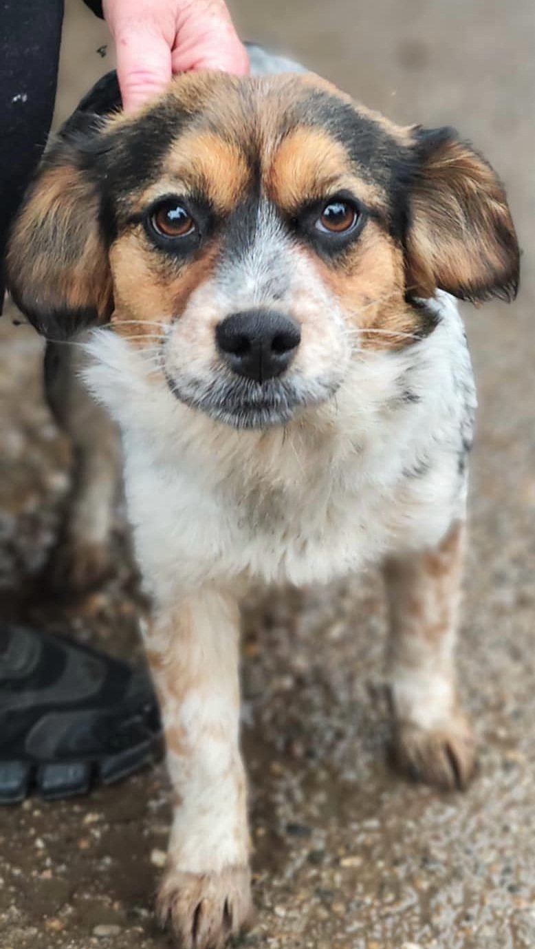 PRINCESS *** ADOPTED ***