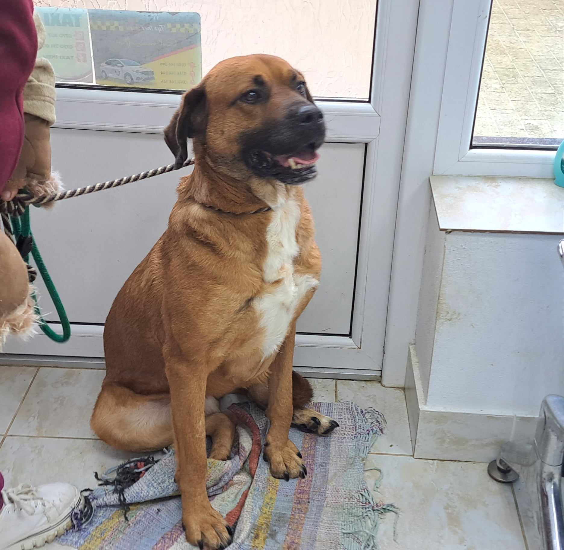 HONEY **** ADOPTED ***