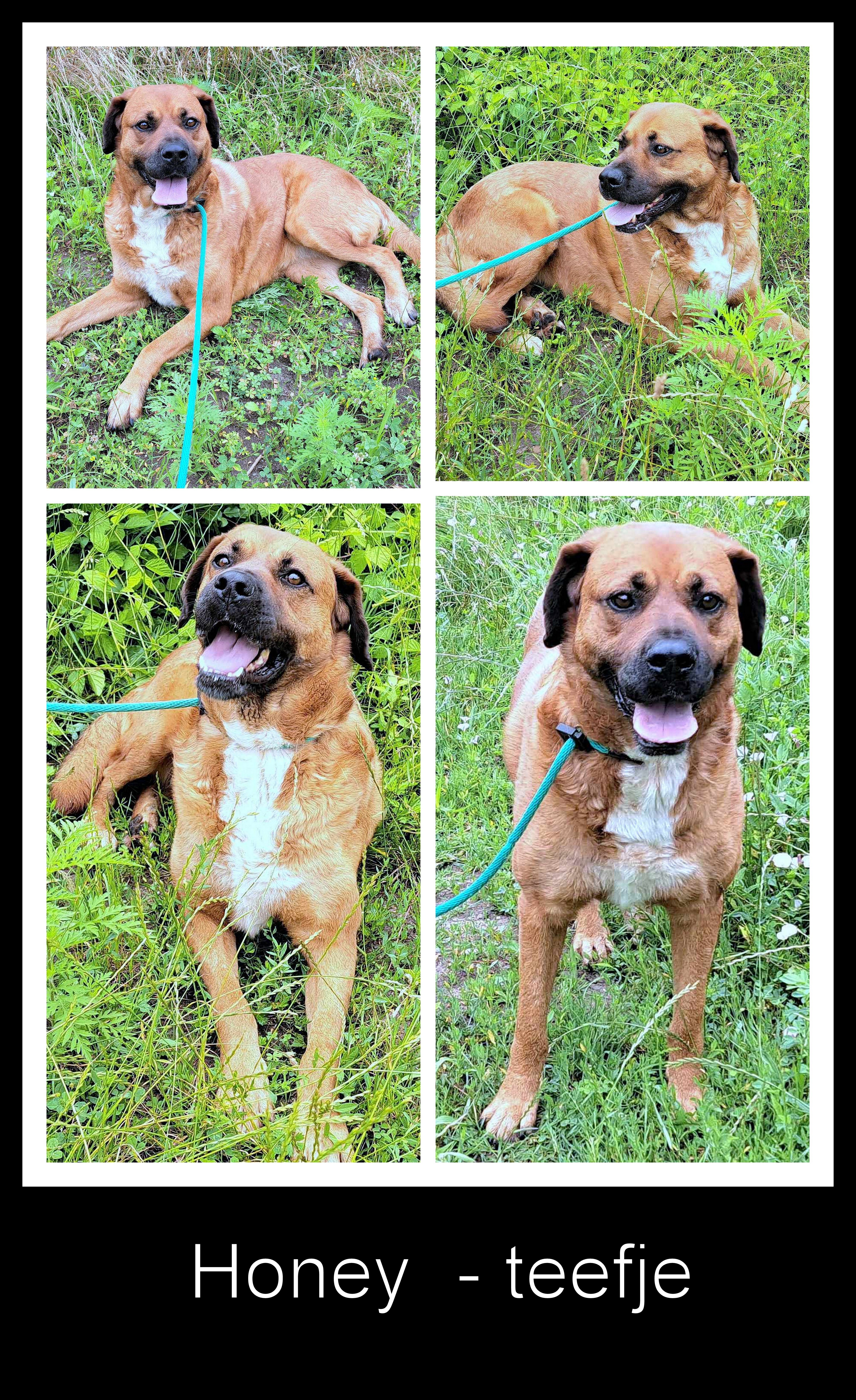 HONEY **** ADOPTED ***