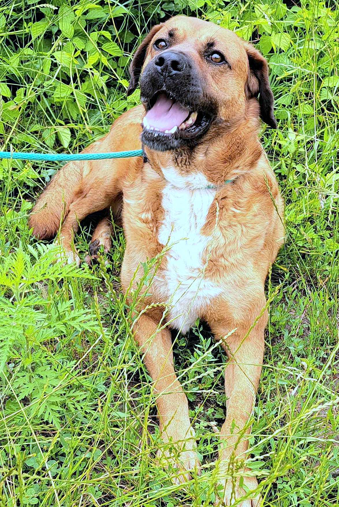 HONEY **** ADOPTED ***