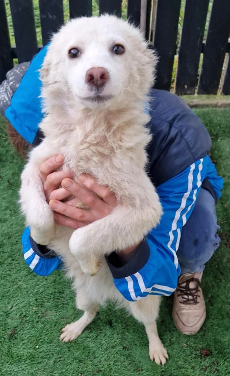 BLANCA *** ADOPTED IN UK ***