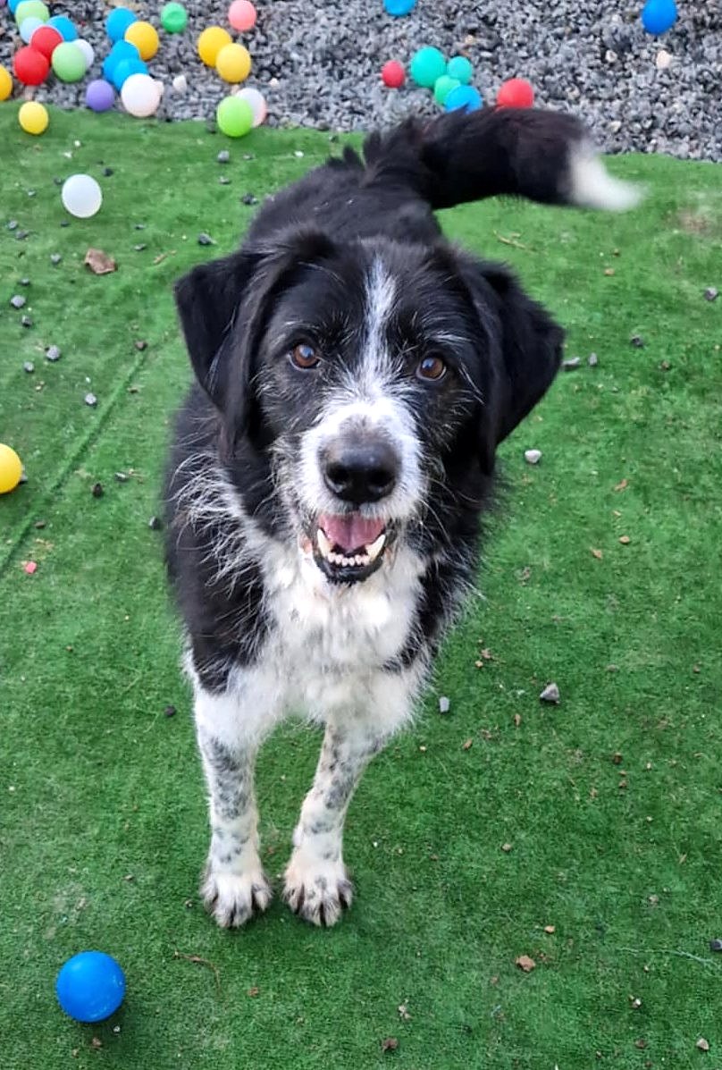 TOBY *** ADOPTED IN UK ***
