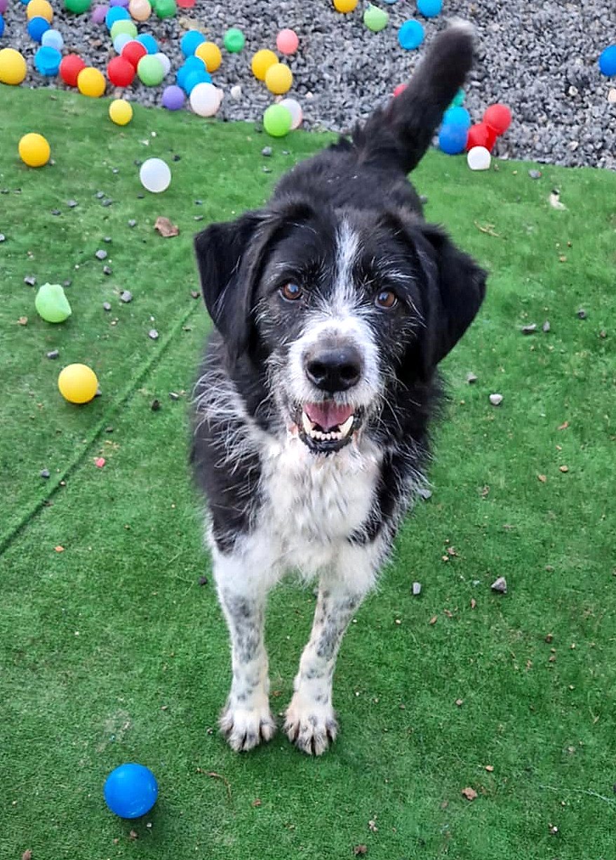 TOBY *** ADOPTED IN UK ***