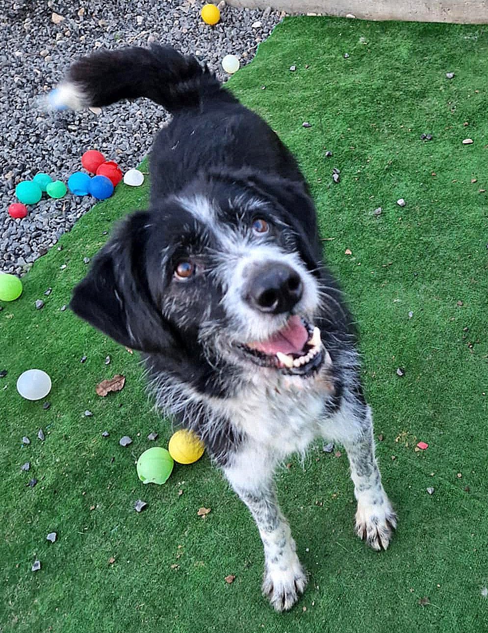 TOBY *** ADOPTED IN UK ***