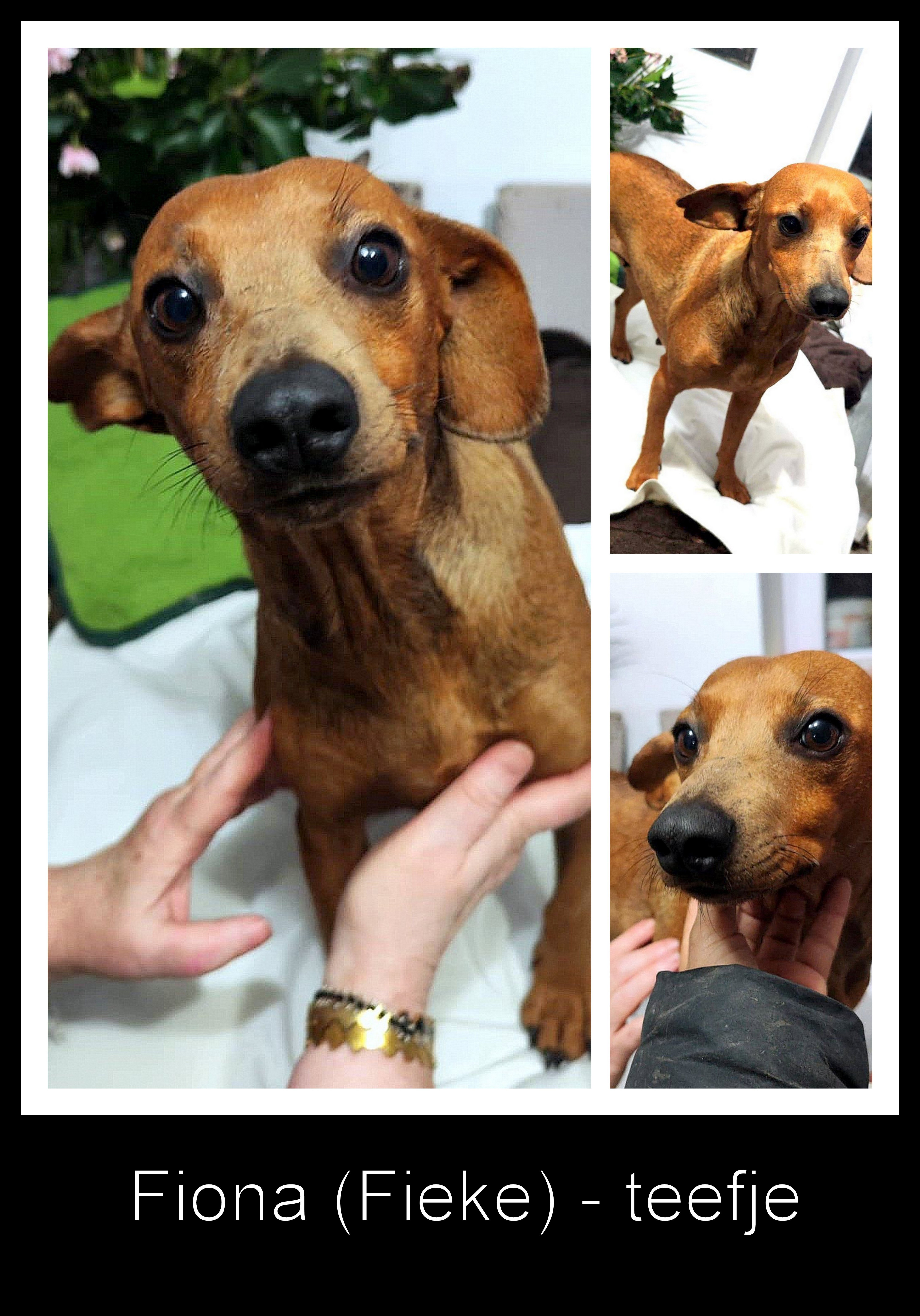 FIONA (FIEKE) *** ADOPTED ***