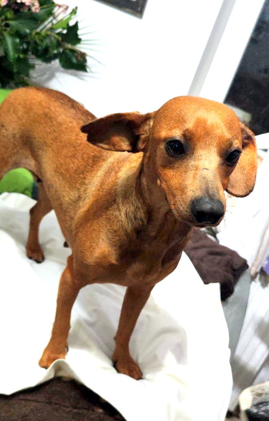FIONA (FIEKE) *** ADOPTED ***