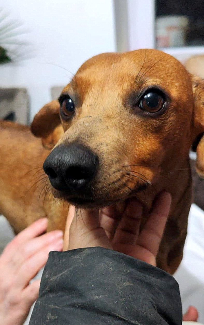 FIONA (FIEKE) *** ADOPTED ***