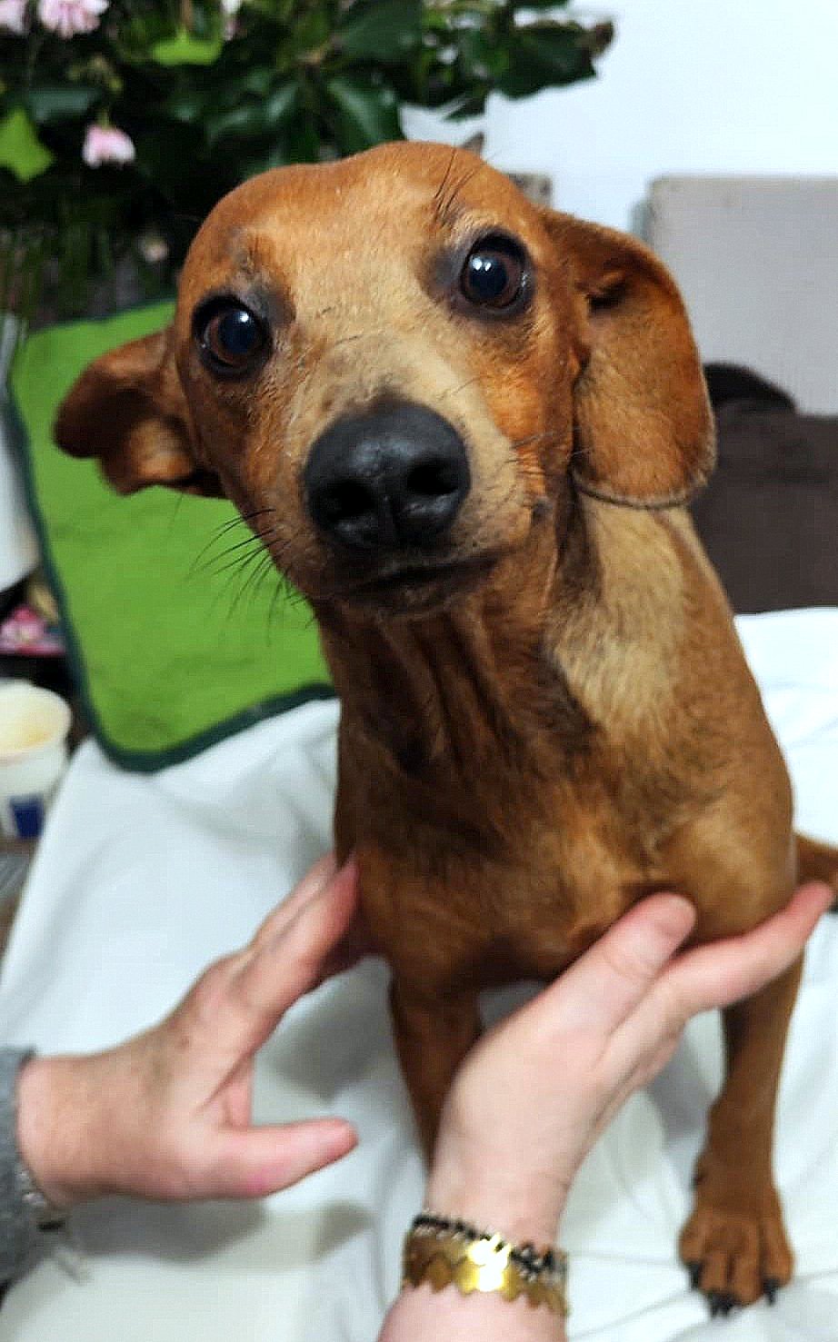 FIONA (FIEKE) *** ADOPTED ***