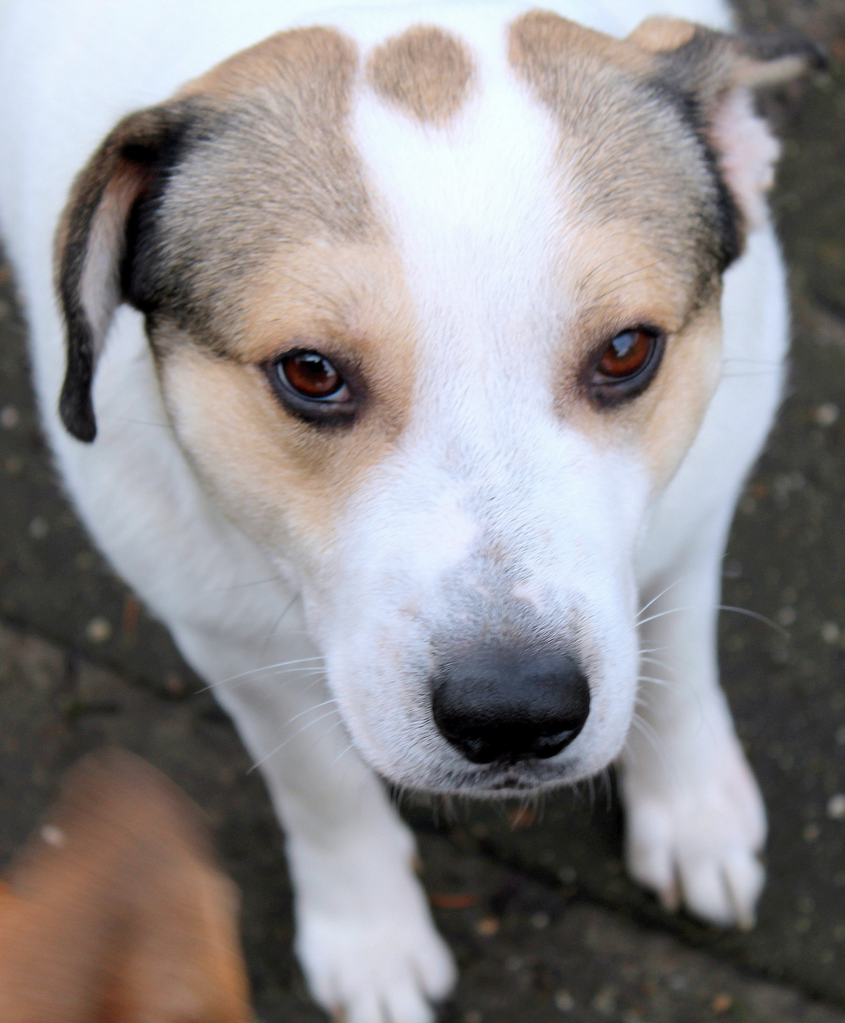 *** ADOPTED ***