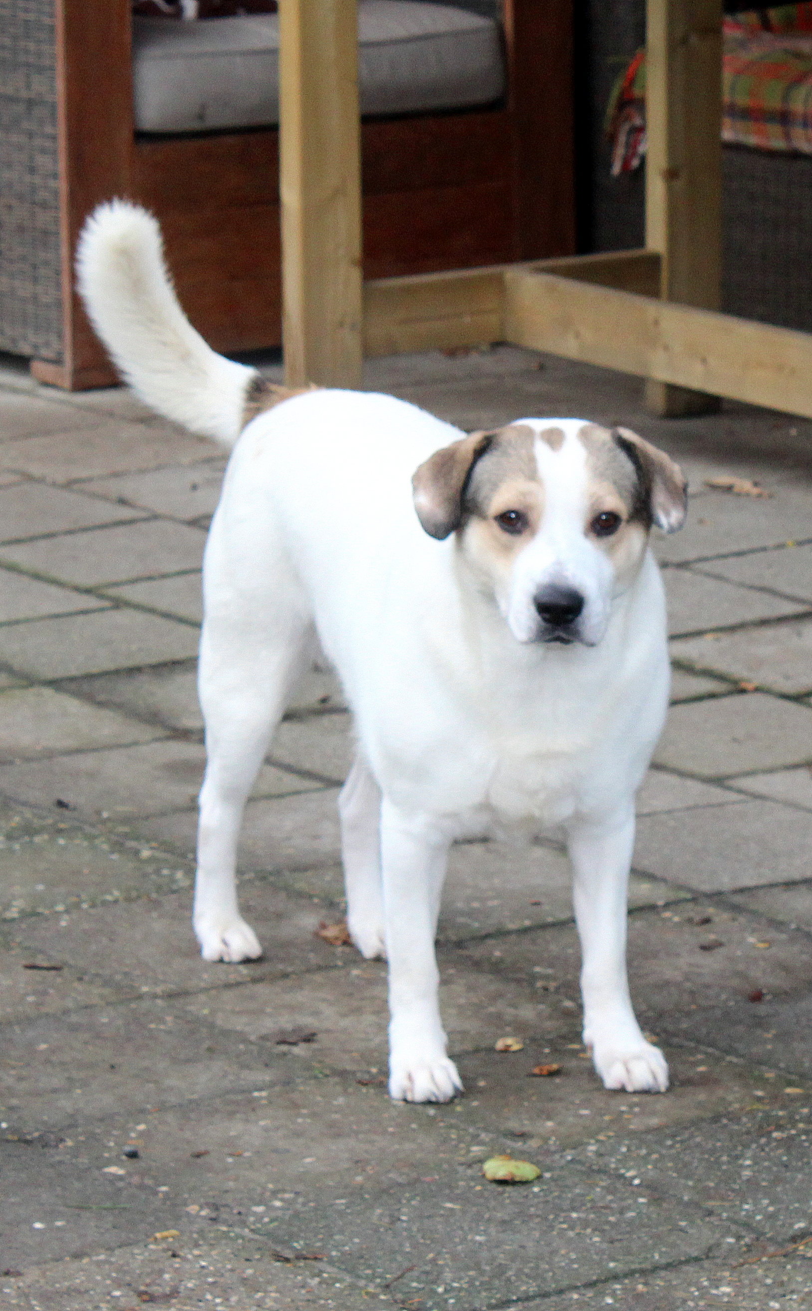 *** ADOPTED ***