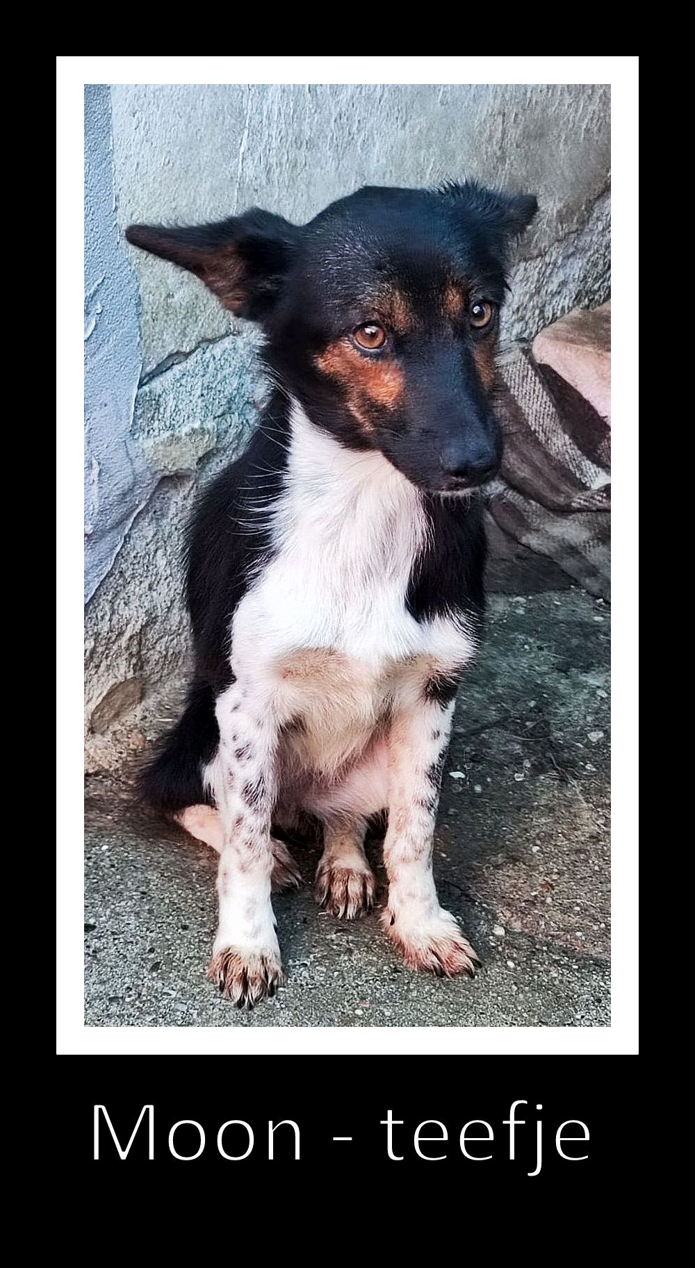 MOON *** ADOPTED ***