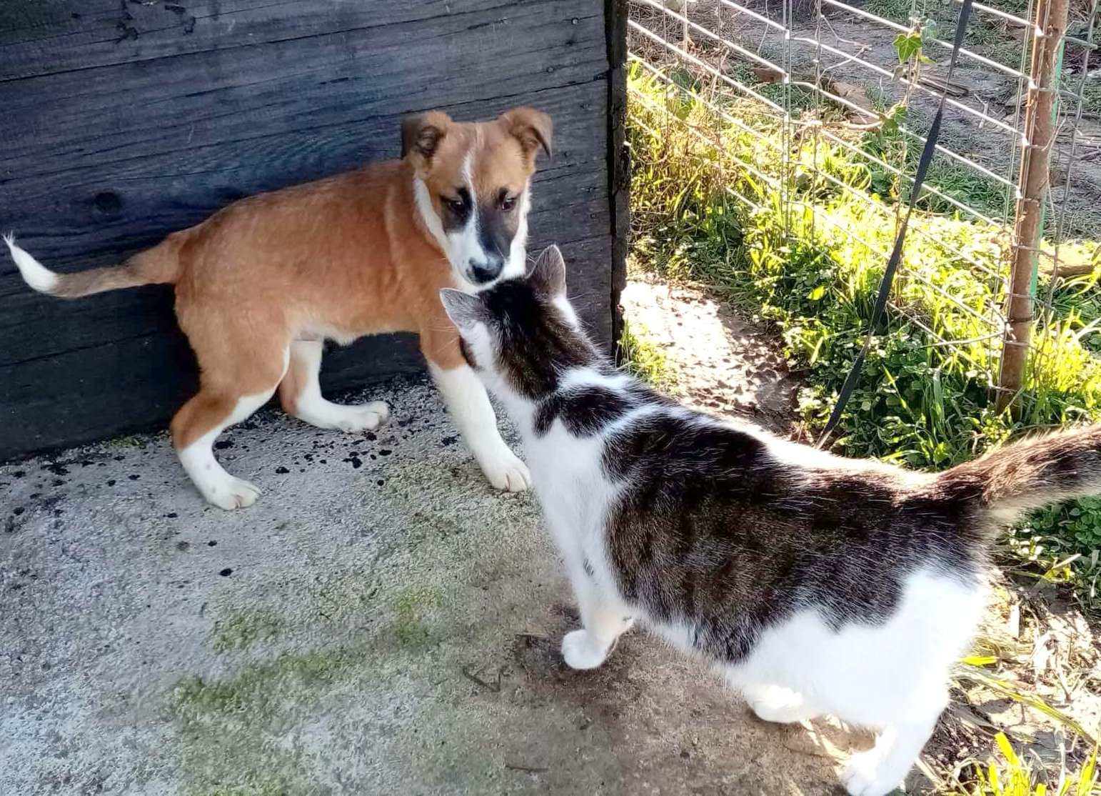 JONES *** ADOPTED ***