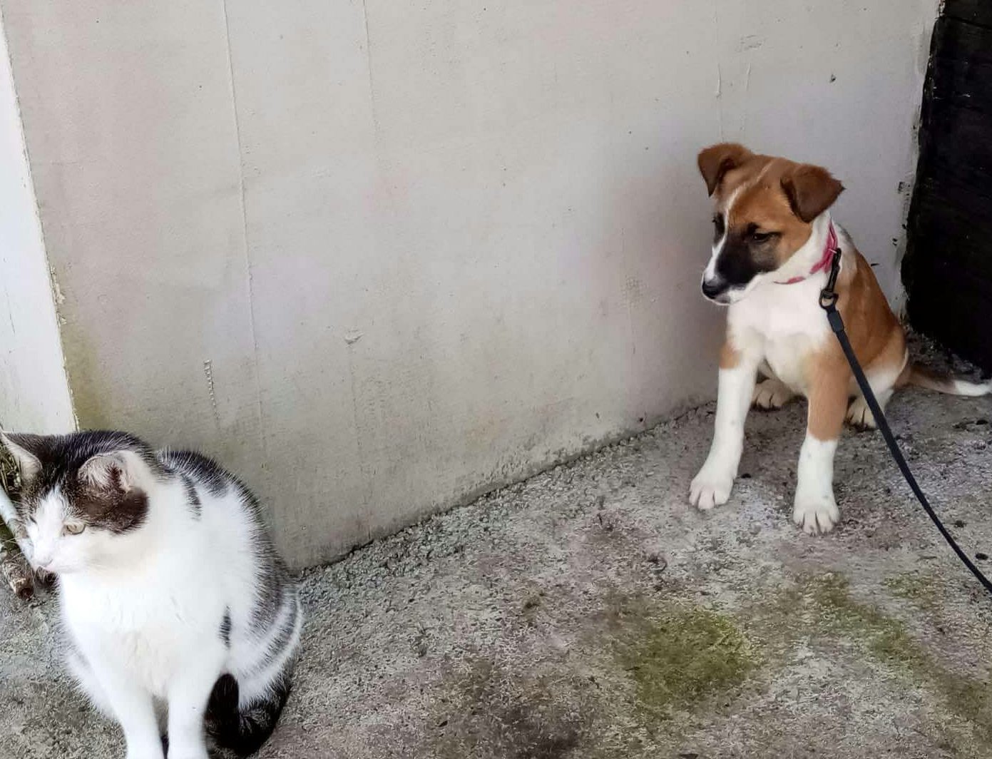 JONES *** ADOPTED ***