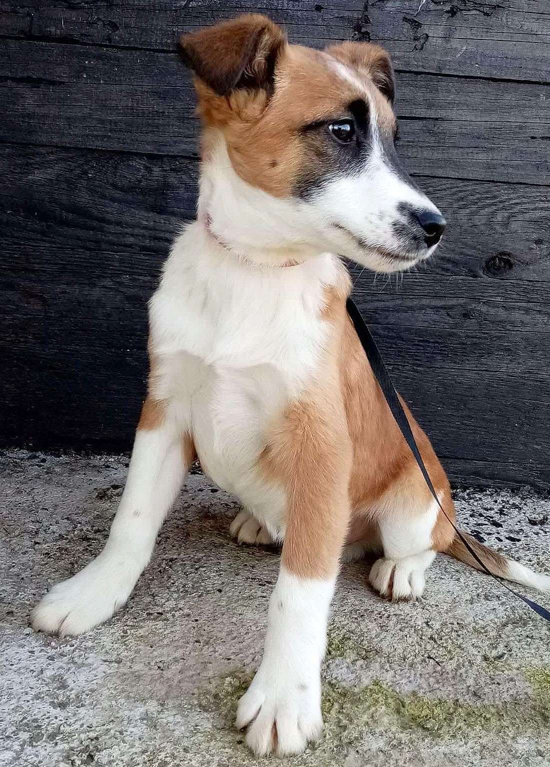 JONES *** ADOPTED ***