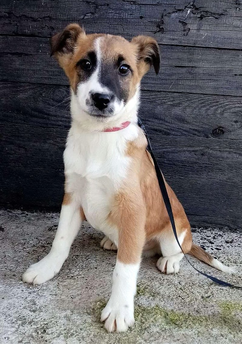 JONES *** ADOPTED ***
