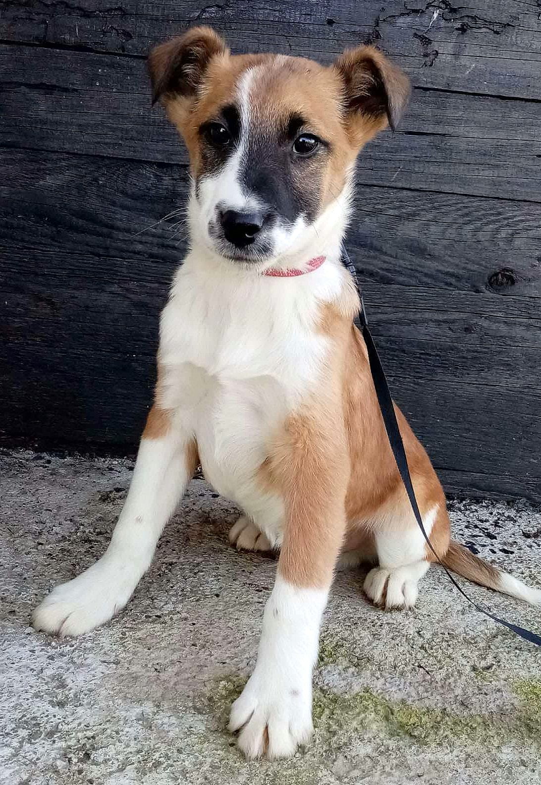 JONES *** ADOPTED ***