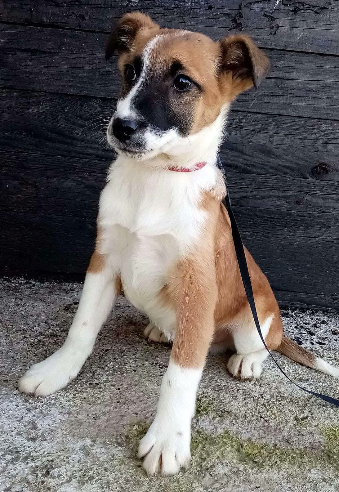 JONES *** ADOPTED ***