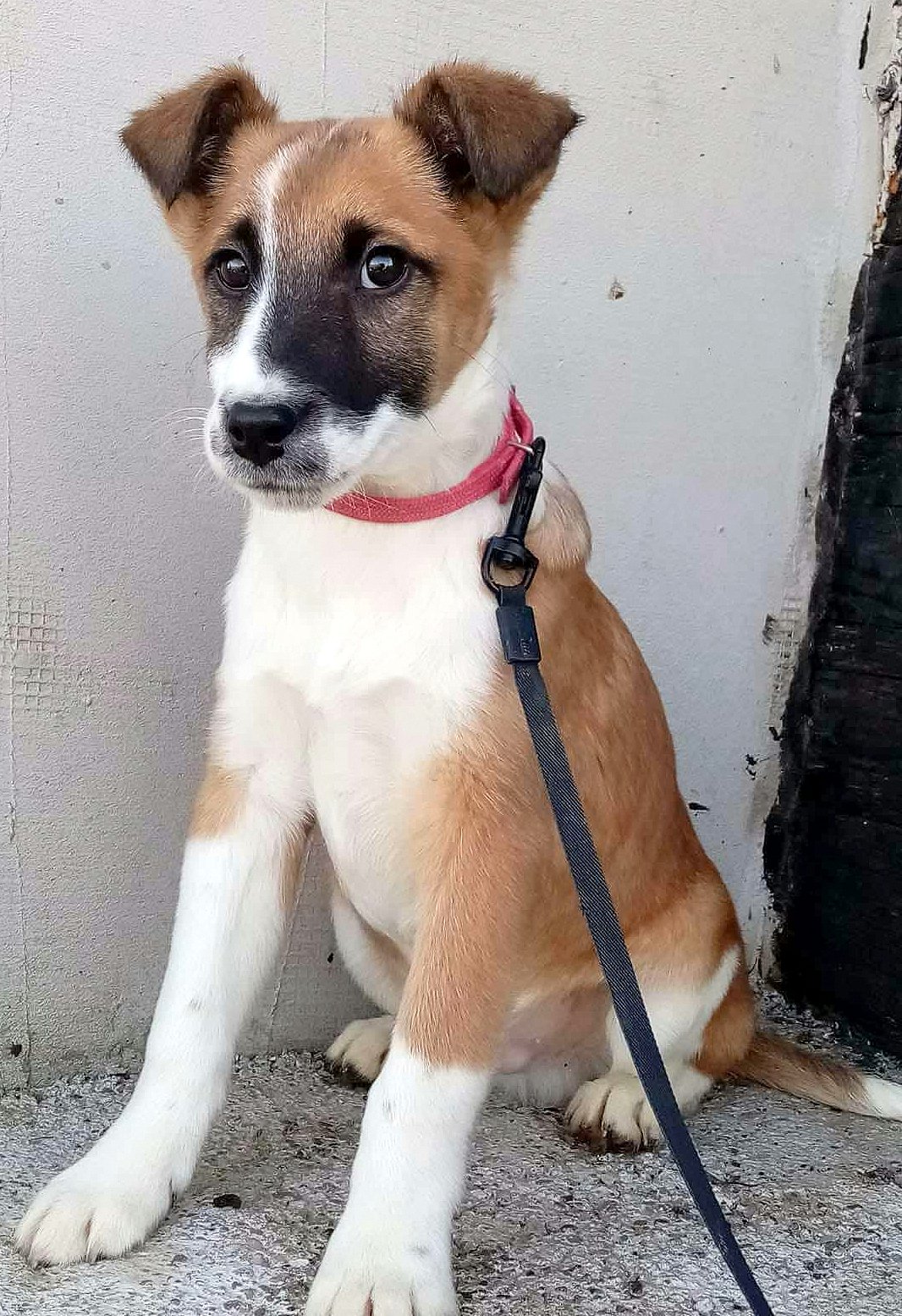 JONES *** ADOPTED ***