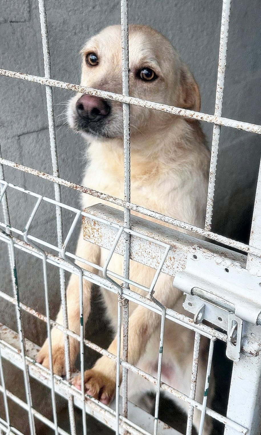 JULLEKE *** ADOPTED IN UK ***