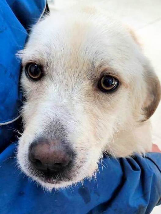 JULLEKE *** ADOPTED IN UK ***