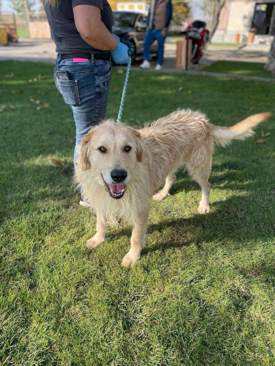 BALOU *** ADOPTED IN UK ***