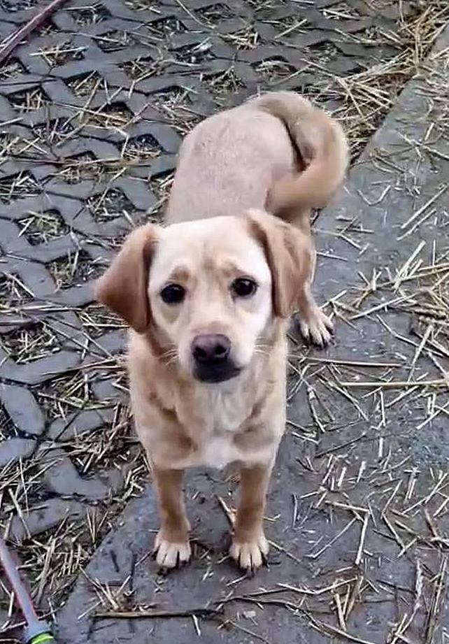 MARIEKE *** ADOPTED IN UK ***