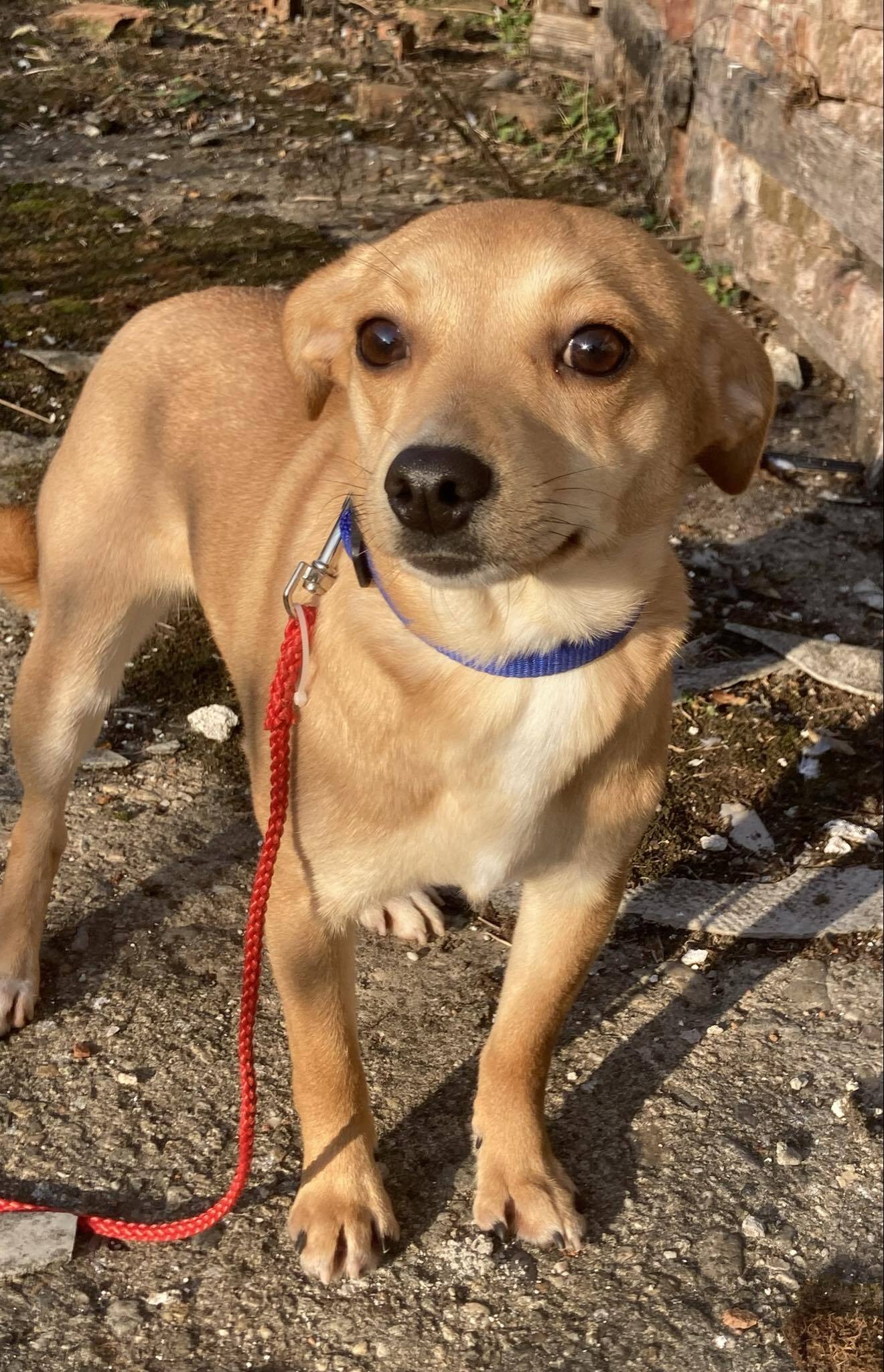 CAMILLE *** ADOPTED IN UK ***