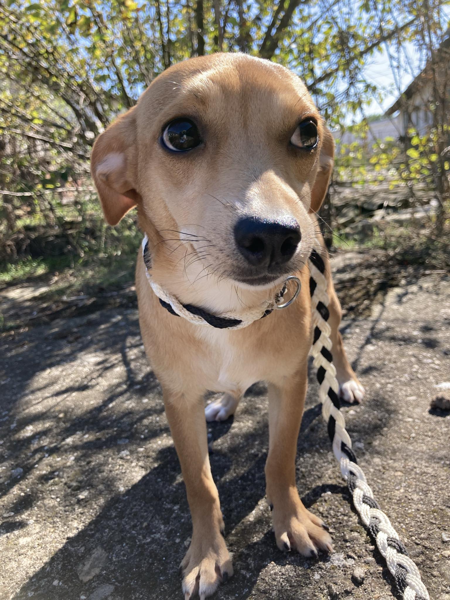 CAMILLE *** ADOPTED IN UK ***