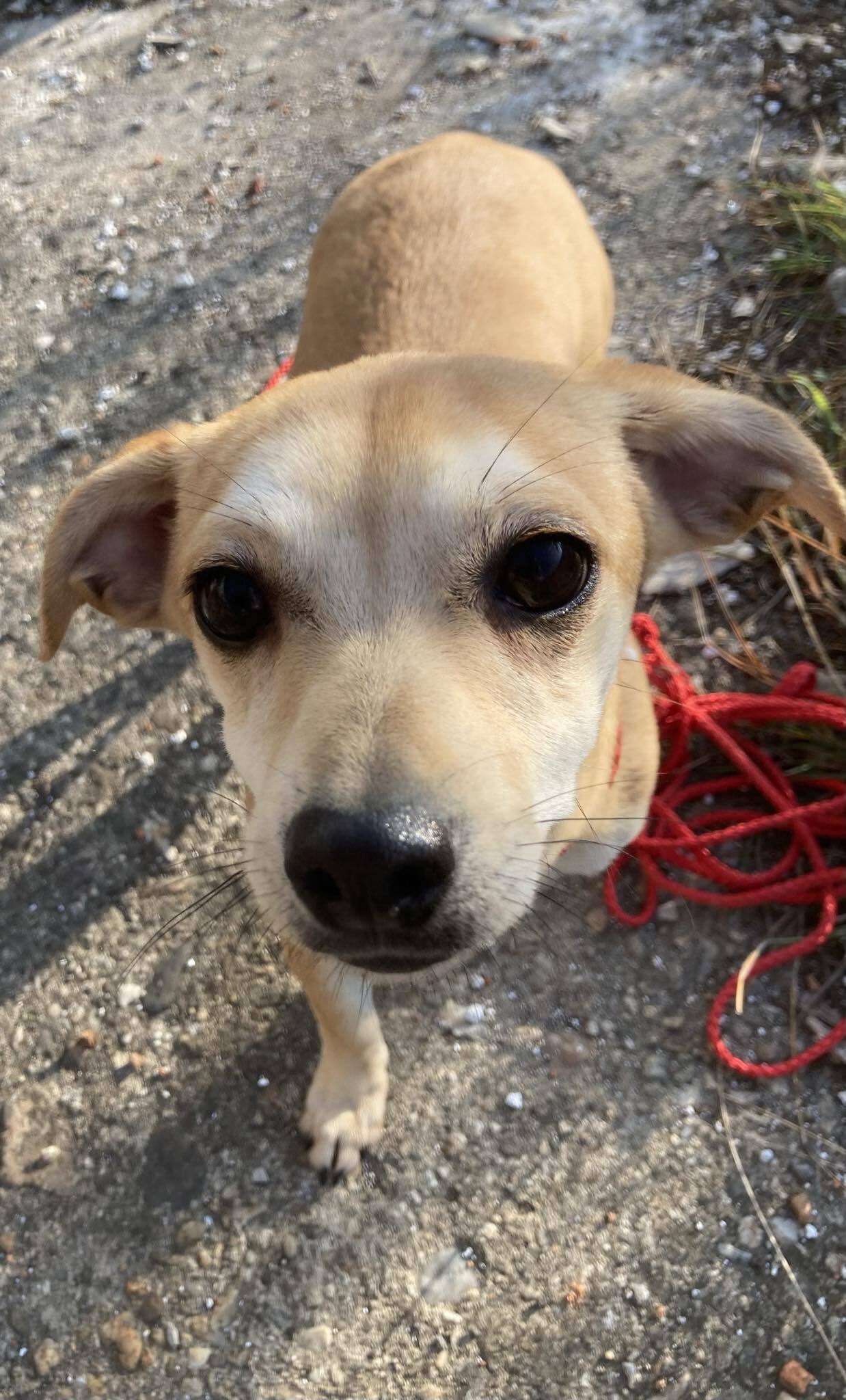 POPPY *** ADOPTED IN UK ***