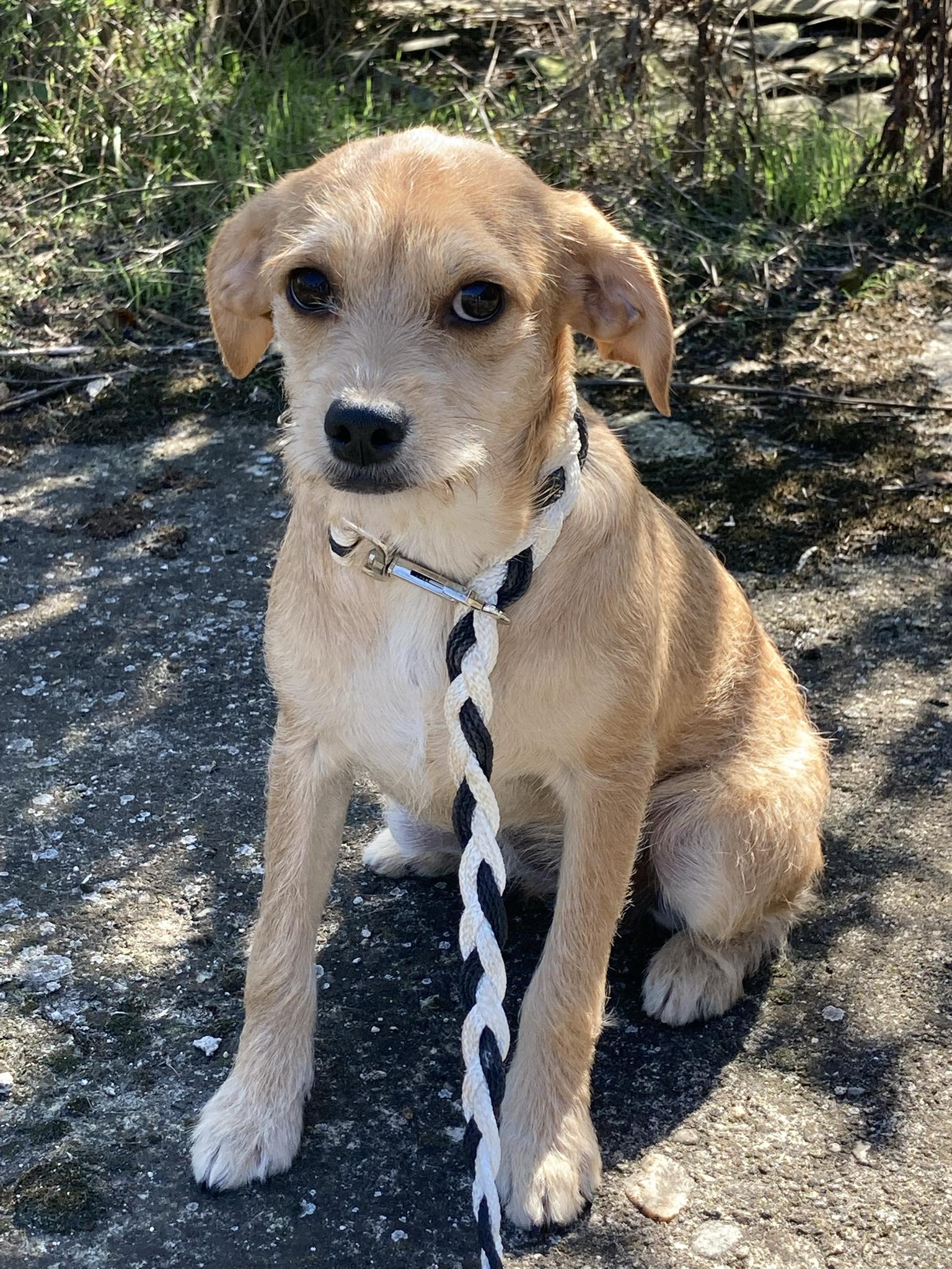 JASMINE *** ADOPTED IN UK ***