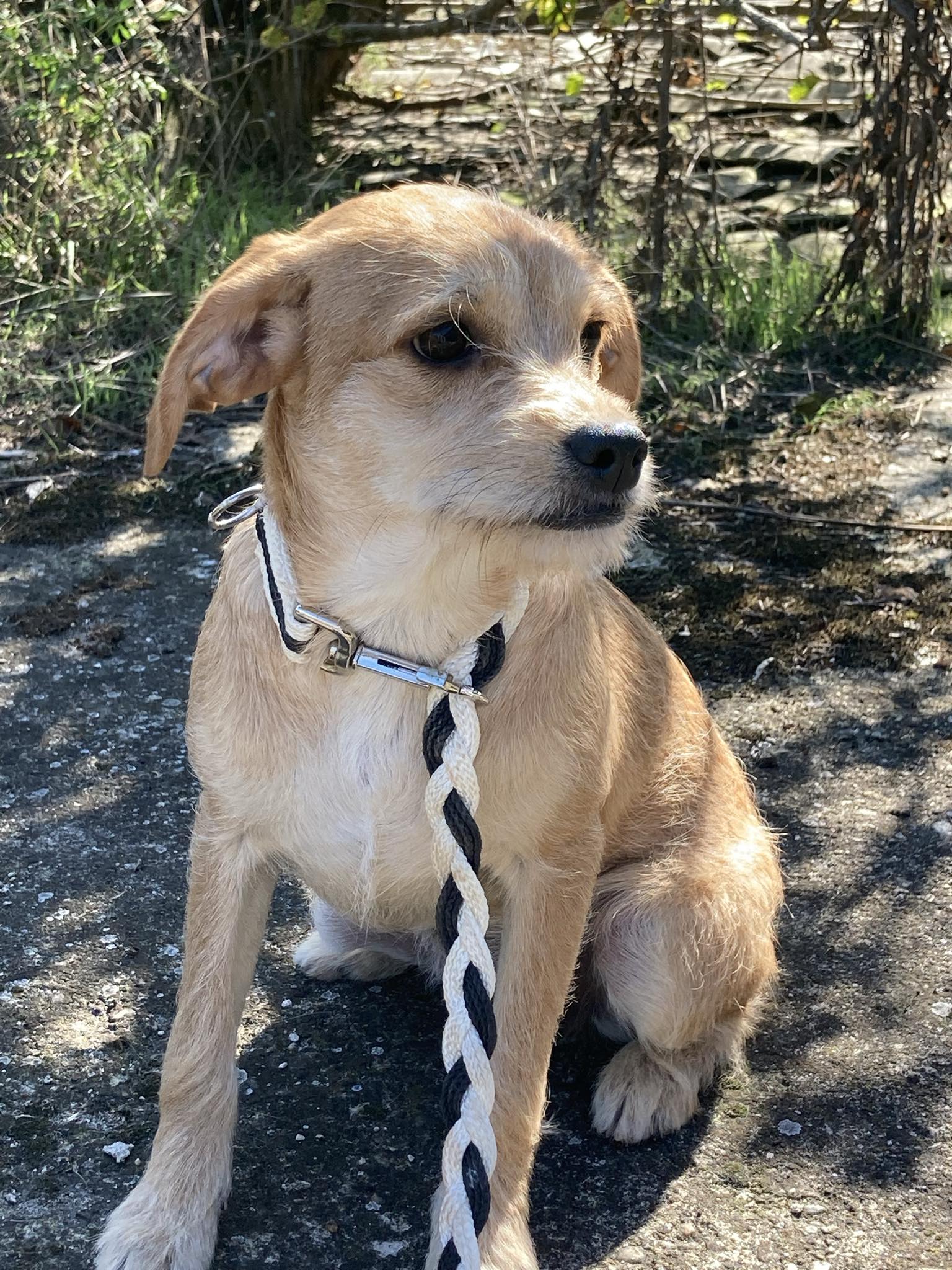 JASMINE *** ADOPTED IN UK ***
