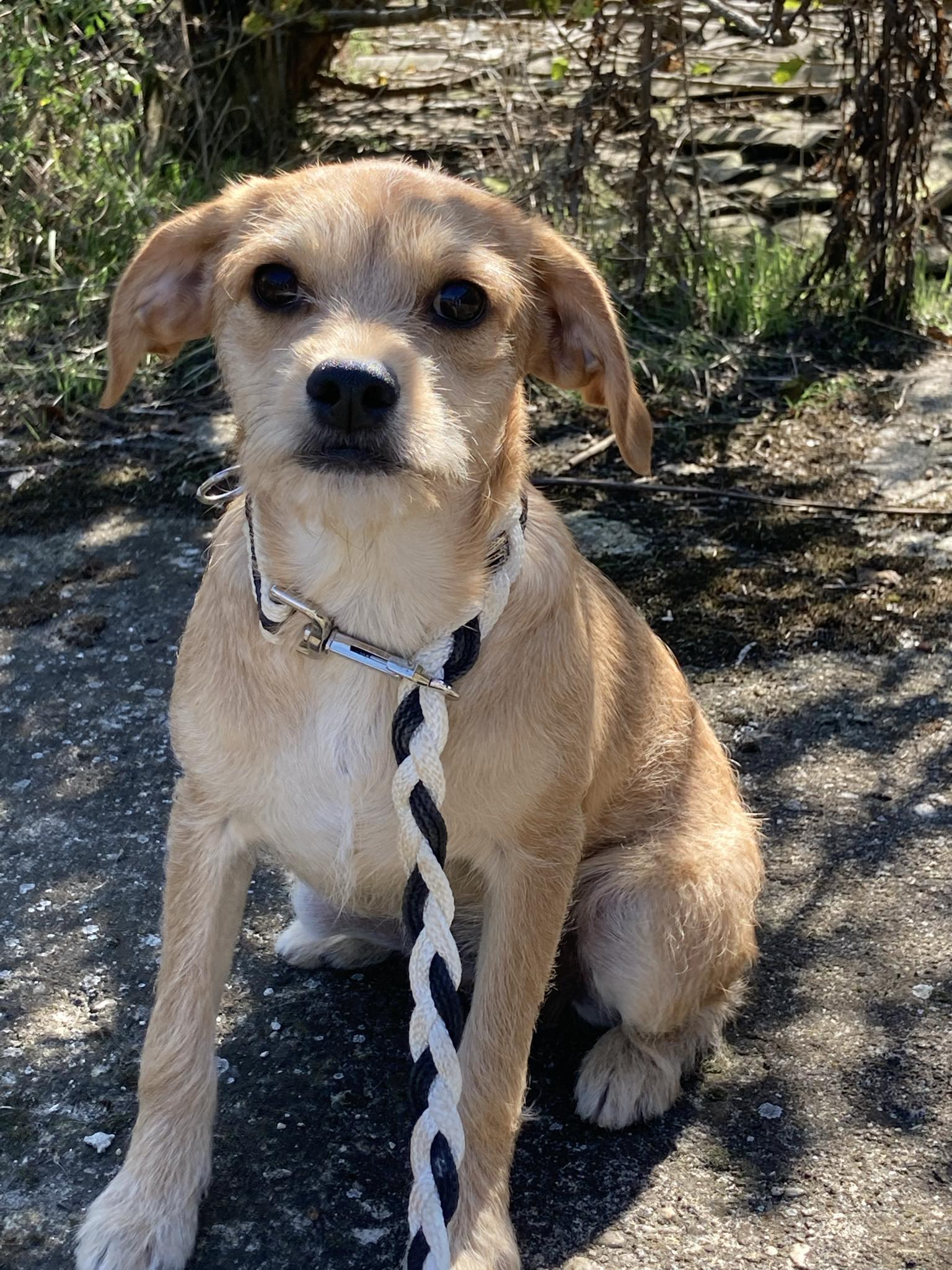JASMINE *** ADOPTED IN UK ***