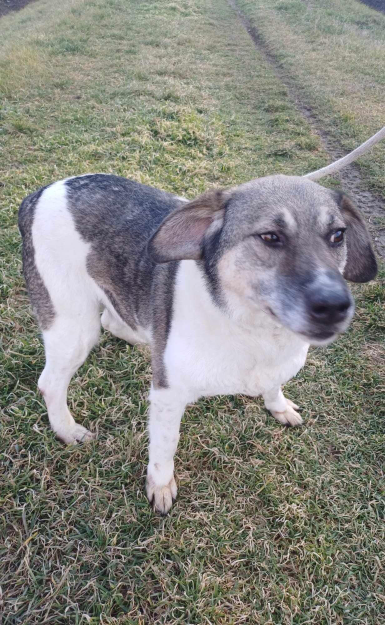 BRIANNA *** ADOPTED ***