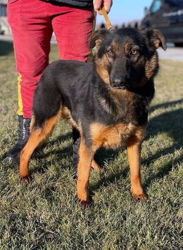 JESSIE *** ADOPTED ***