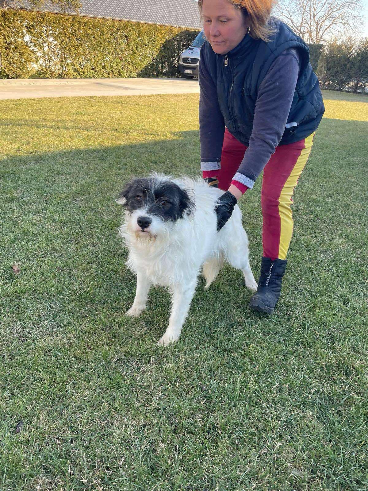 ABBY *** ADOPTED IN UK ***