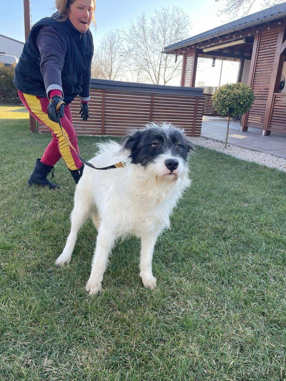 ABBY *** ADOPTED IN UK ***