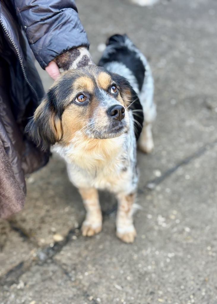 PRINCESS *** ADOPTED ***