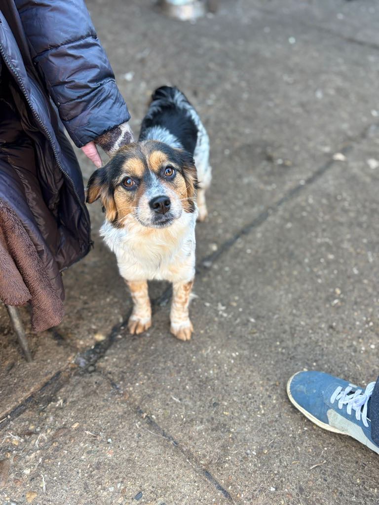 PRINCESS *** ADOPTED ***