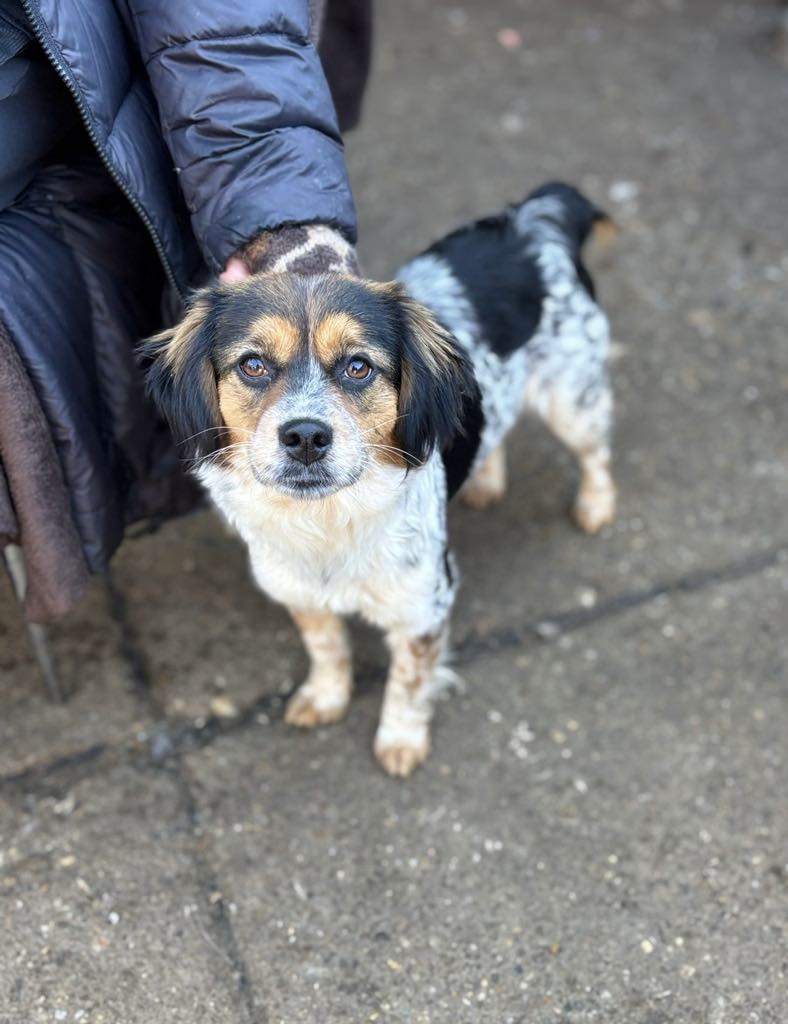 PRINCESS *** ADOPTED ***