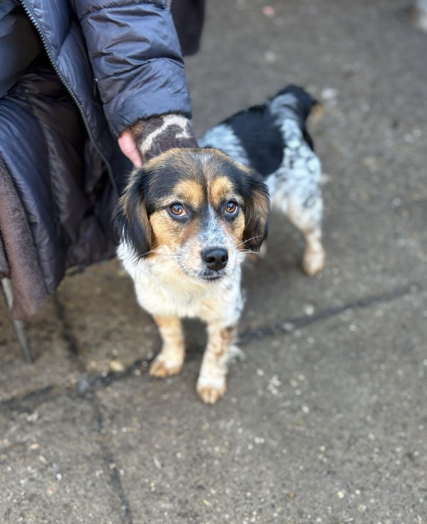 PRINCESS *** ADOPTED ***
