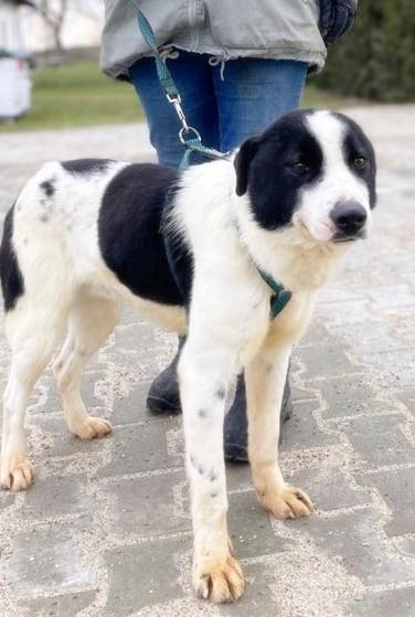 *** ADOPTED IN UK ***