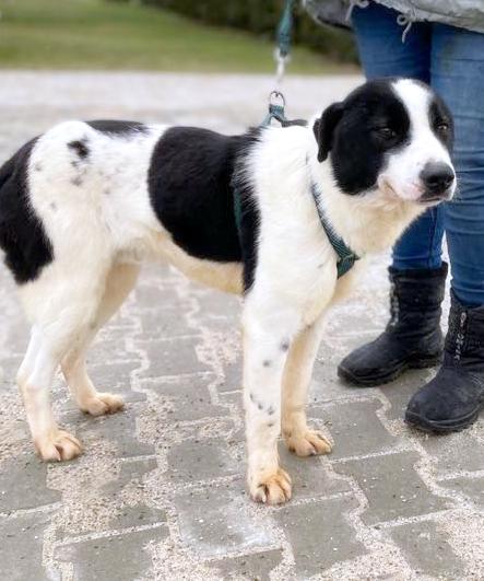 *** ADOPTED IN UK ***