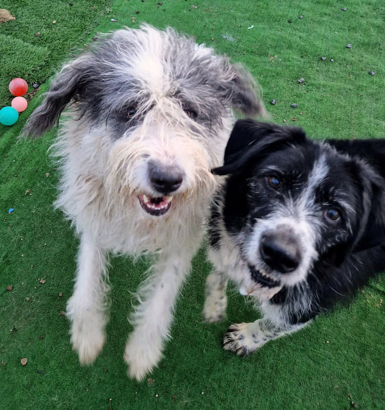 C H A N E L L E   *** GEADOPTEERD IN UK ***