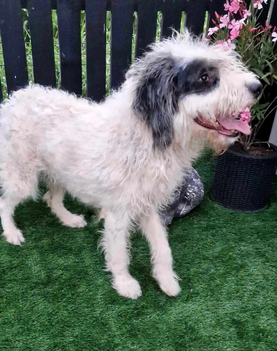 C H A N E L L E   *** GEADOPTEERD IN UK ***