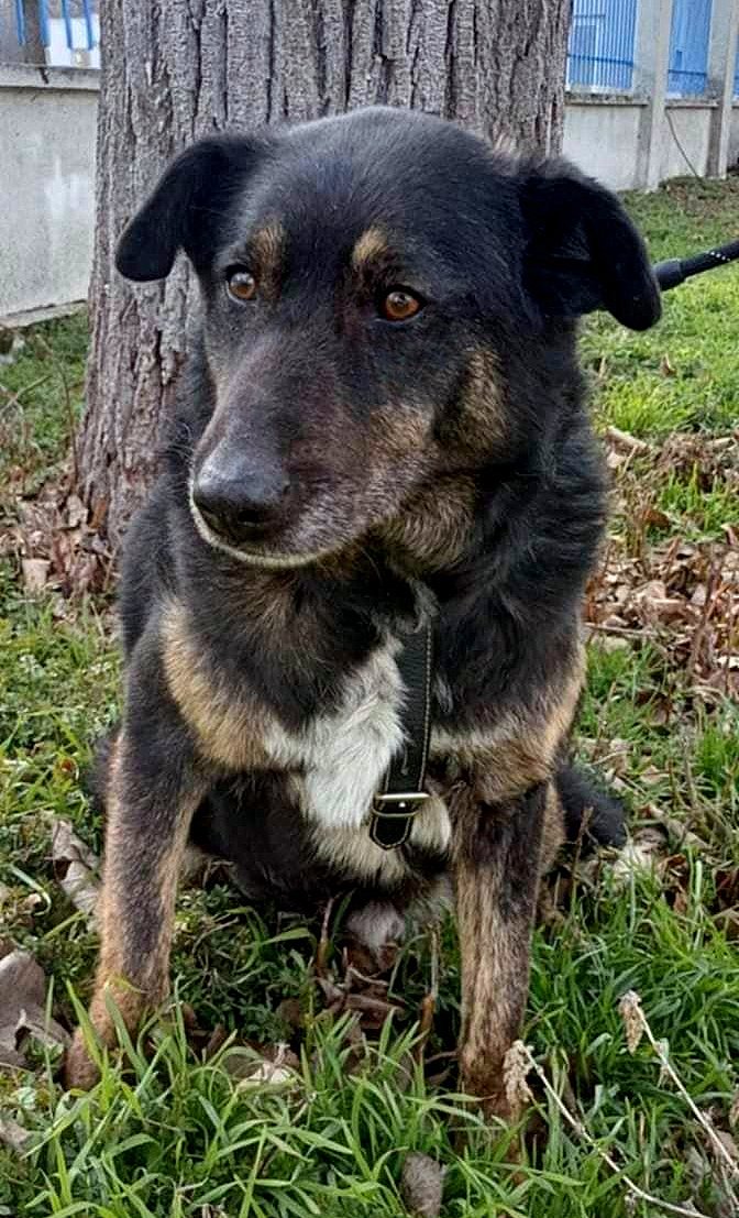 *** ADOPTED IN UK *** LINDA