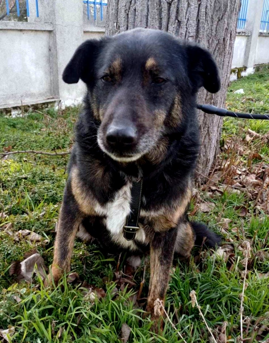 *** ADOPTED IN UK *** LINDA