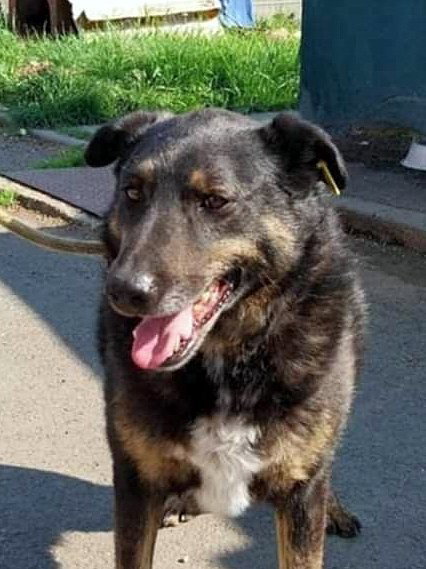 *** ADOPTED IN UK *** LINDA