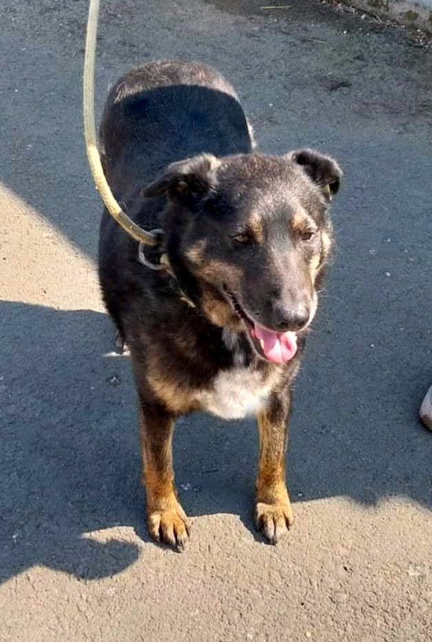 *** ADOPTED IN UK *** LINDA