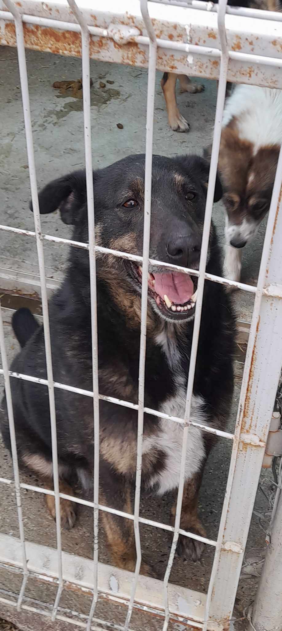*** ADOPTED IN UK *** LINDA