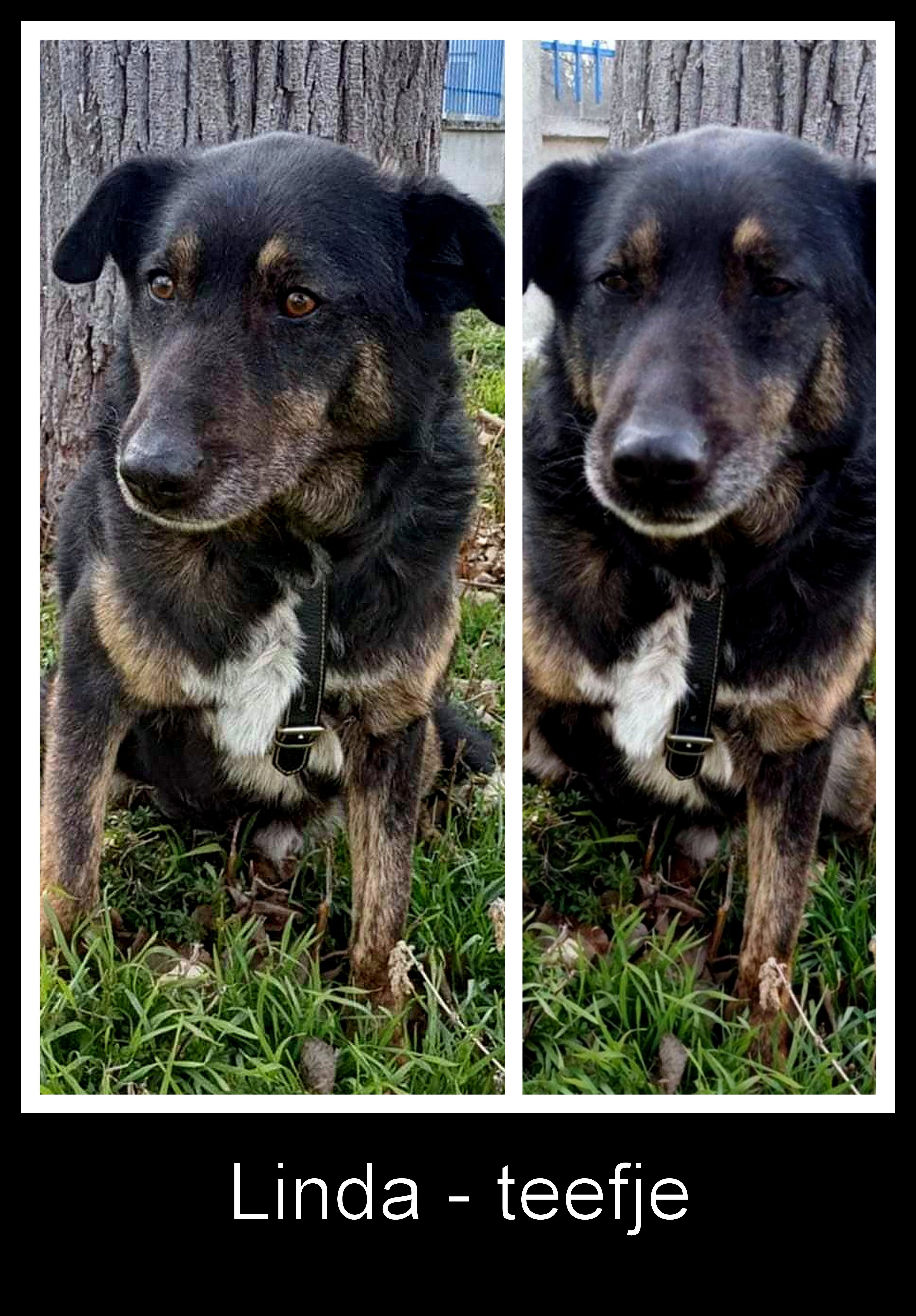 *** ADOPTED IN UK *** LINDA